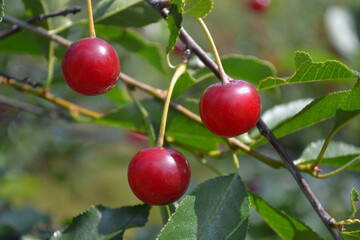 red cherry berries