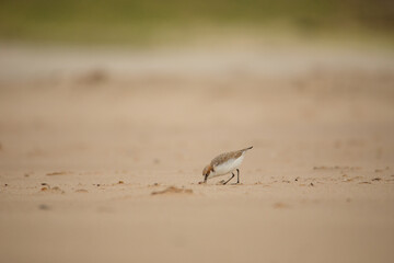 Red-capped plover on the foreshore