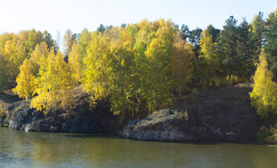 autumn forest