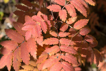autumn leaves of mountain ash