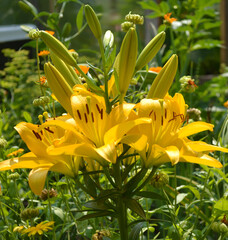 yellow flowers lily