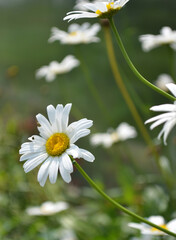 chamomile flower in the field