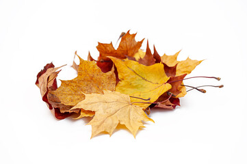 A pile of fallen leaves isolated on a white background.