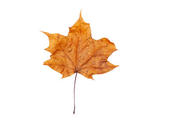 Fallen maple leaf isolated on white background