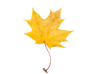 Fallen yellow maple leaf isolated on white background