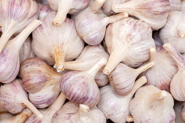 Fresh heads of garlic. Garlic background