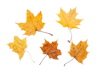 maple leaves isolated on white background.