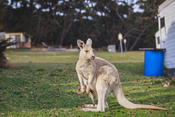 White kangaroo grazing with her joey.