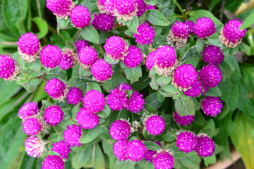 フラワーパークで咲いていた、千日紅の美しい花々