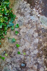 石の壁と蔦　壁の背景