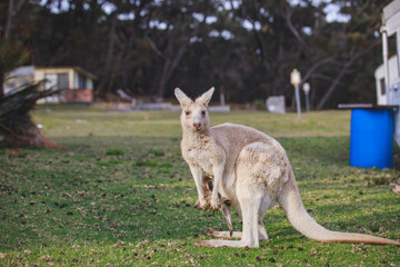 White kangaroo grazing with her joey.