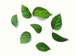 Natural leaves on a white background.  very suitable for design backgrounds, templates, banners, posters, etc