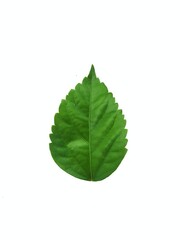 Obraz premium Natural leaves on a white background. very suitable for design backgrounds, templates, banners, posters, etc