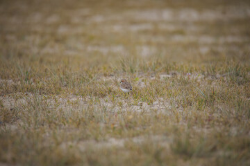 Red-capped plover on the foreshore