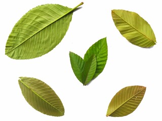 Obraz premium Natural leaves on a white background. very suitable for design backgrounds, templates, banners, posters, etc