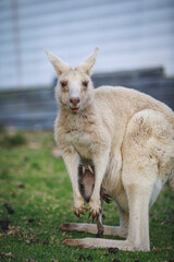 White kangaroo grazing with her joey. © Brayden