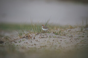 Red-capped plover on the foreshore