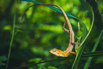 jungle lizard on action