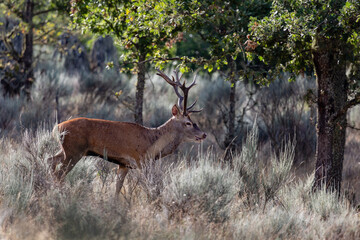 Male red deer walking through the woods during the bellowing. Cervus elaphus.
