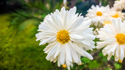 daisies in a garden. Closeup shots blur background.