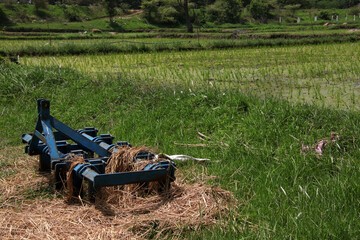 Fototapeta na wymiar Plow covered in hay next to rice fields