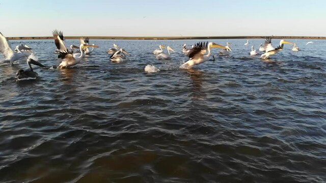 Kalmykia. Reserve. Pelicans take off from the water.