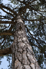 spectacular large pine seen from below