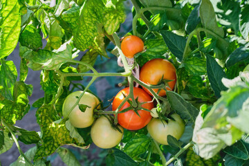 Green and red tomatoes grow on a branch in the greenhouse, on the plantation in the daytime, natural light. Tomatoes ripen in the garden, close-up, view from below. Natural gardening. High quality