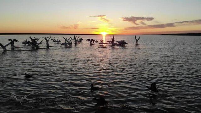 Kalmykia. Reserve. A flock of pelicans takes off at sunset.