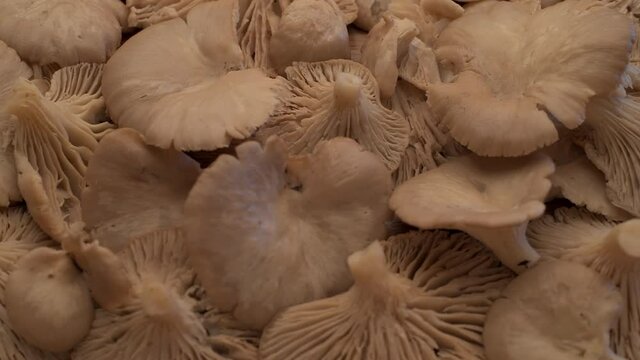 Wild oyster mushrooms are a delicious ingredient in many dishes. Their delicate white flesh and firm texture make them popular among culinary enthusiasts around the world. 4K slider movement.