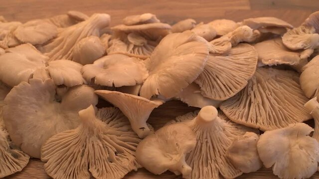 Wild oyster mushrooms are a delicious ingredient in many dishes. Their delicate white flesh and firm texture make them popular among culinary enthusiasts around the world. Slider movement 4K video.