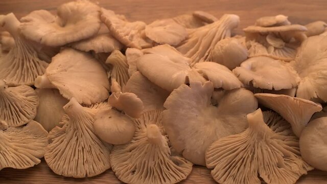 Wild oyster mushrooms are a delicious ingredient in many dishes. Their delicate white flesh and firm texture make them popular among culinary enthusiasts around the world. Slider movement 4K.