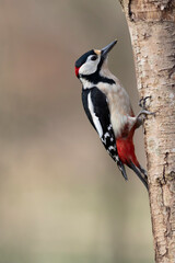 great spotted Woodpecker Dendrocopos major climbing on tree trunk