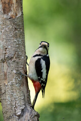 great spotted Woodpecker Dendrocopos major climbing on tree trunk