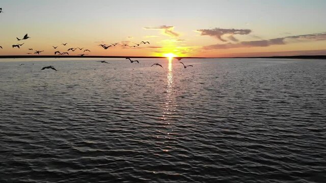 Kalmykia. Reserve. A flock of pelicans flies into the sunset.