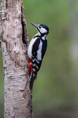 great spotted Woodpecker Dendrocopos major climbing on tree trunk