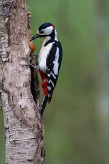 great spotted Woodpecker Dendrocopos major climbing on tree trunk