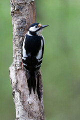 great spotted Woodpecker Dendrocopos major climbing on tree trunk