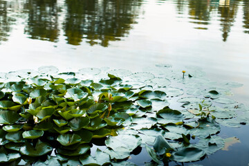 Green leaves of water lilies in the pond