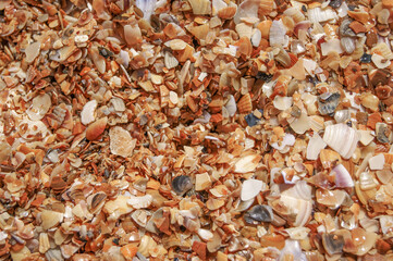Selective focus. Background for design with sea shells and sand on the ocean shore