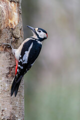 great spotted Woodpecker Dendrocopos major climbing on tree trunk