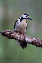 great spotted Woodpecker Dendrocopos major climbing on tree trunk