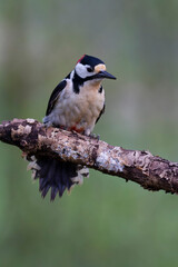 great spotted Woodpecker Dendrocopos major climbing on tree trunk