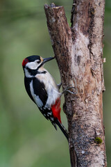 great spotted Woodpecker Dendrocopos major climbing on tree trunk