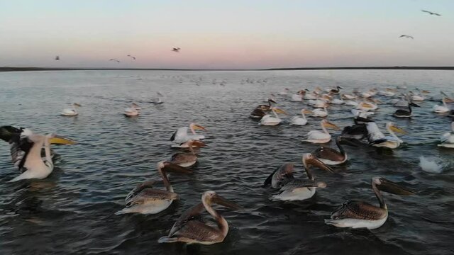Kalmykia. Reserve. Black pelicans take off from the lake.