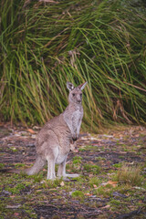 Naklejka na ściany i meble Female Eastern Grey Kangaroo with her Joey