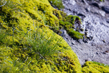Moss background on the concrete and stone. Close-up of a green plant on a rock. Macro shot moss on the wall