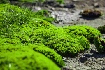 Obraz na płótnie Canvas Moss background on the concrete and stone. Close-up of a green plant on a rock. Macro shot moss on the wall