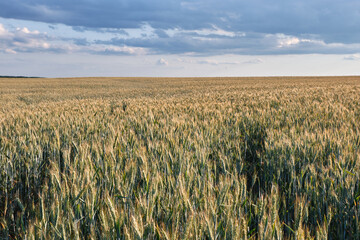 Yellow ripe ears of wheat, rye in the field close-up, top view. Wheat field on the background of a blue sky with clouds in the daytime in sunny weather. High quality photo