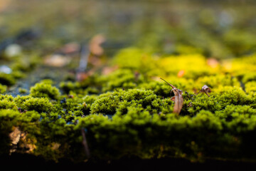 Green moss on the roof of the house